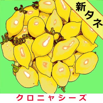 ベスビオトマト(黄色) 約40粒画像
