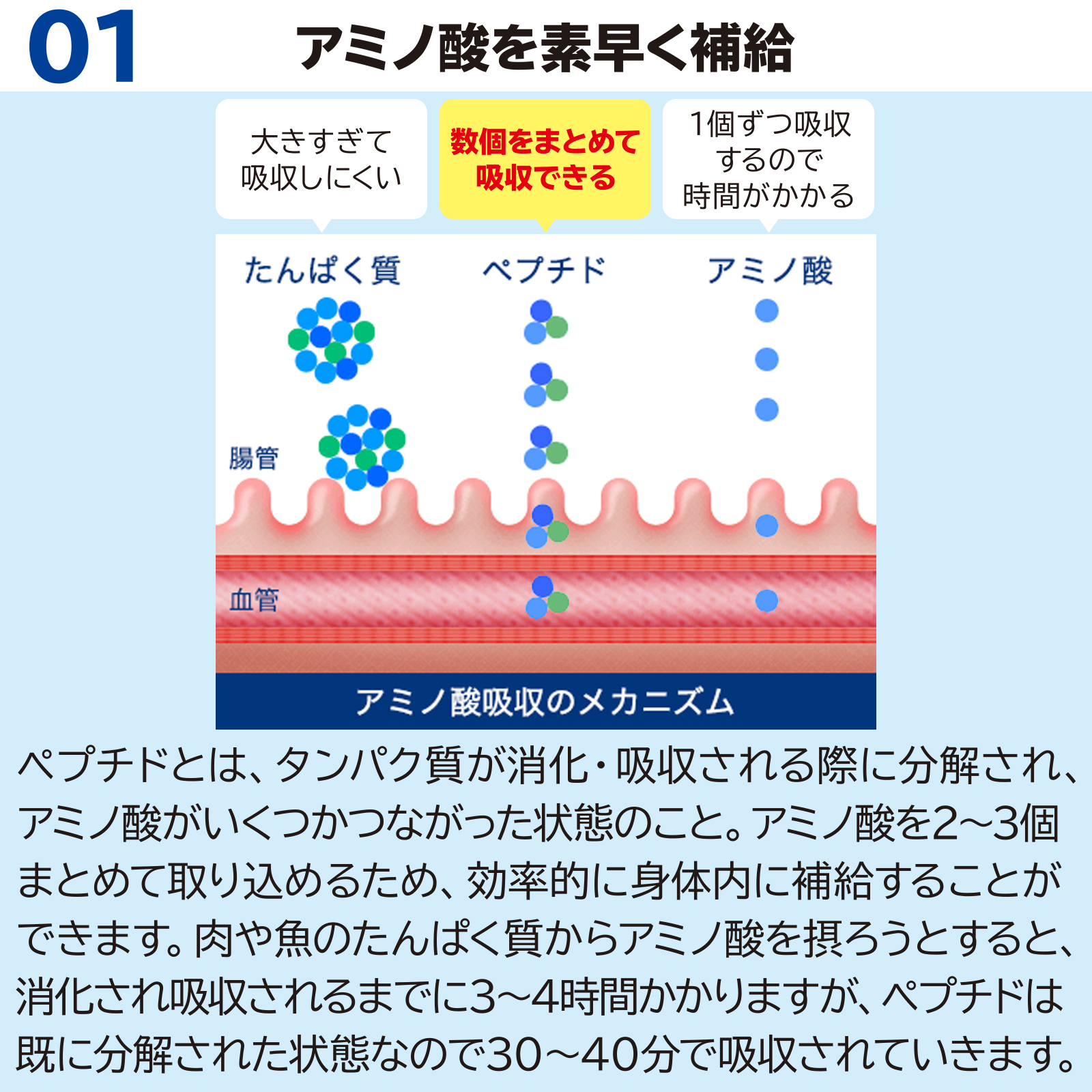 サカナのちから B ベーシック 分包タイプ 10粒×30袋入［機能性表示食品］の画像