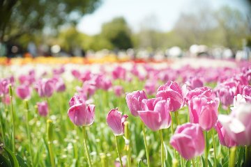 50/1.0 Noctilux  SN.2854574  Sony E マウント  E58 ファーストバァージョンの画像