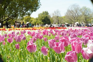 50/1.0 Noctilux  SN.2854574  Sony E マウント  E58 ファーストバァージョンの画像