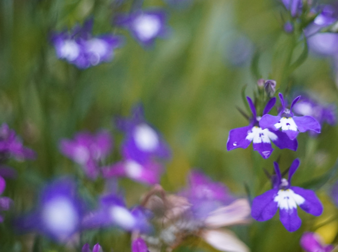 35/2 Speed Panchro Cooke Sn 275424 　距離計非連動 ライカ L39 & M用  距離計非連動 APS-Cカバーします。 1.3×で35フルカバー =45,5mmの画像