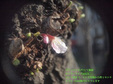 ☆超々接写レンズ 先端から1cm 〜 ∞   12.5/2.5 SPECIAL Grand Angle KINOPTIK (PARIS) Cマウント  前後キャップ付  の画像