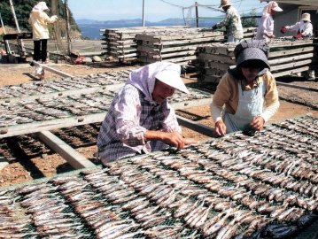 五島列島産・あご一番　30ｇ　｜日本酒・焼酎のお酒の肴・珍味画像