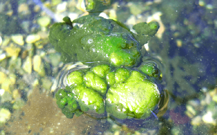 水前寺海苔の写真