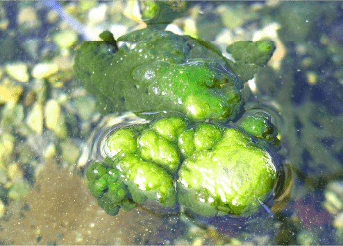 水前寺海苔の写真