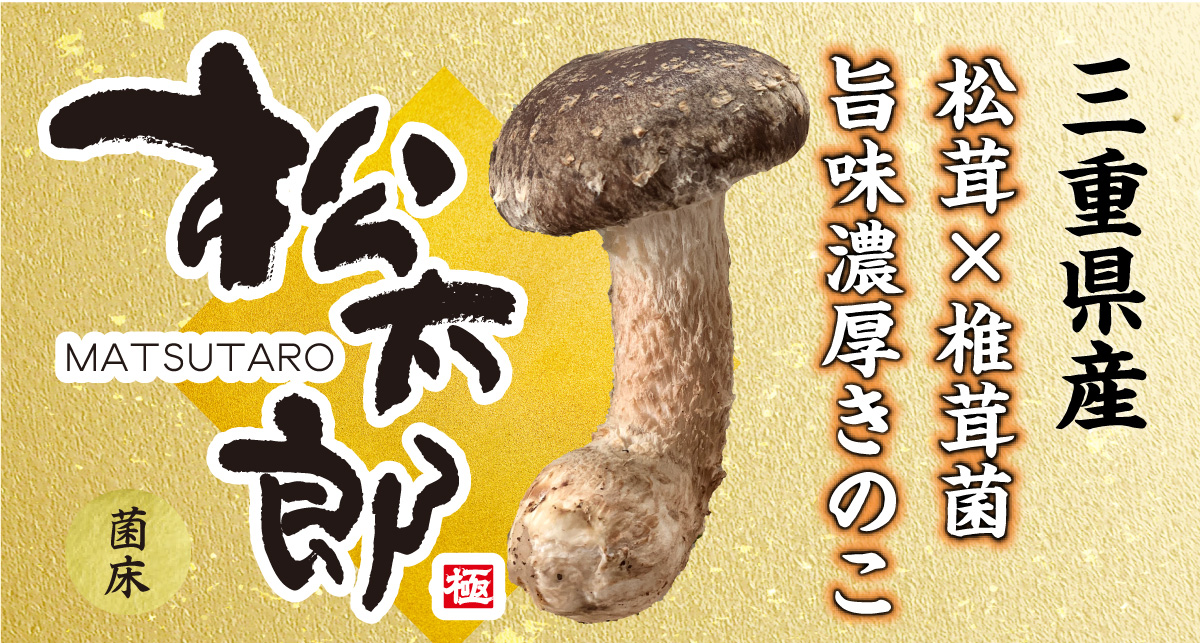 松茸×椎茸のハイブリッド菌　旨味濃厚きのこ　松太郎