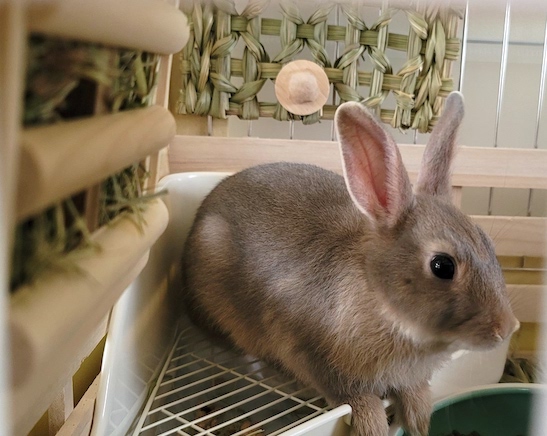 うさぎ用おしゃれなケージ♪ 壱番館 北欧デザインペットハウス 【一般 ...