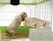 マルカン うさちゃんのロフト 【返品区分B】 の画像