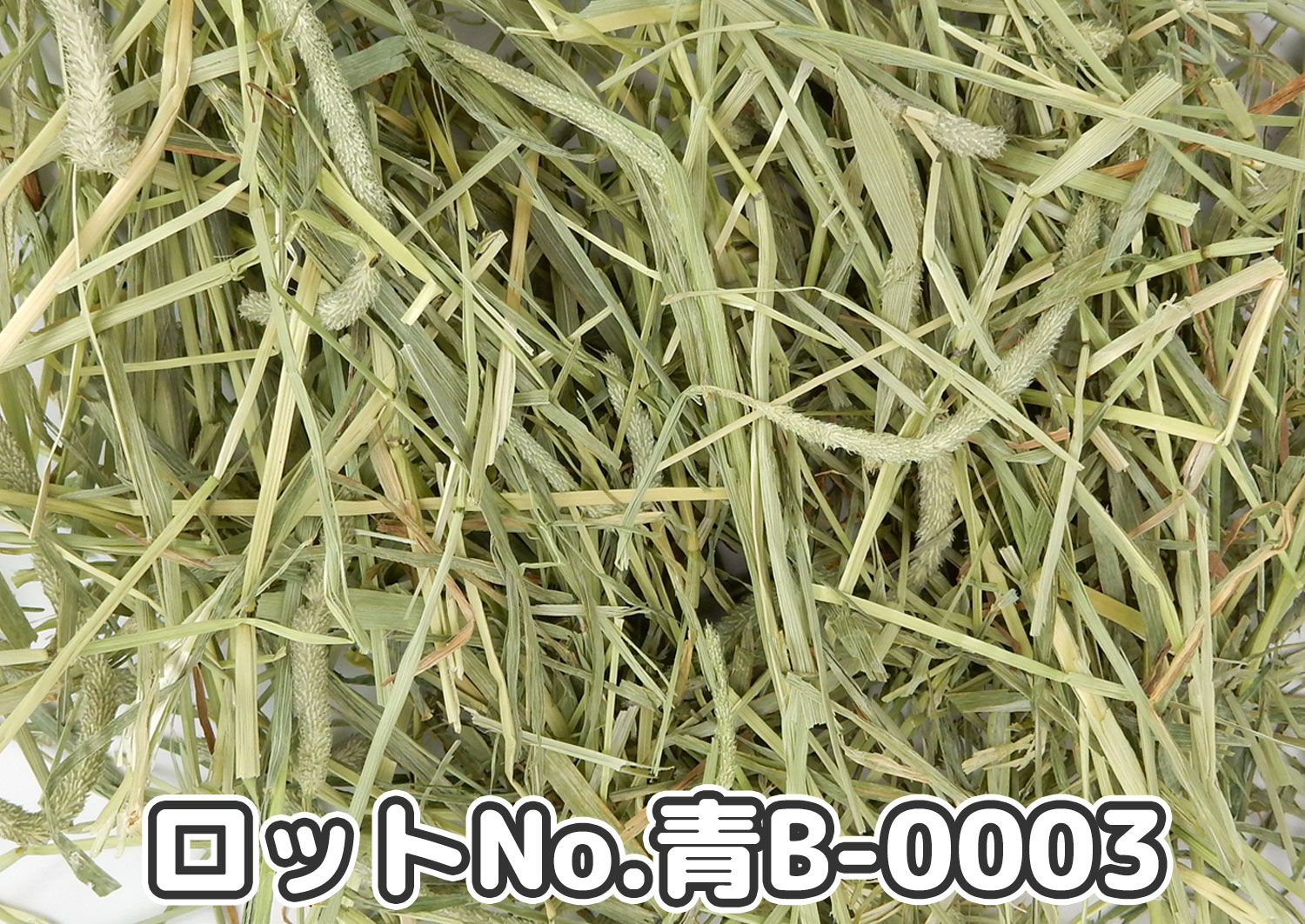 厳選スーパープレミアムチモシー1番刈り ミディアムプレス ワシントン州【青B】ロットNo.青B-0003の牧草状態