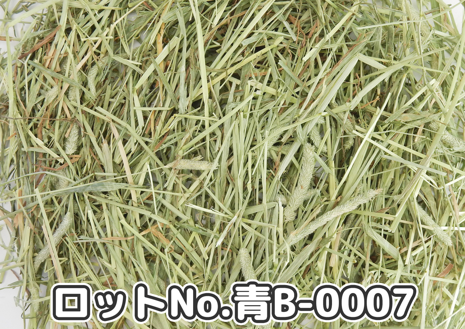 厳選スーパープレミアムチモシー1番刈り ミディアムプレス ワシントン州【青B】ロットNo.青B-0007の牧草状態
