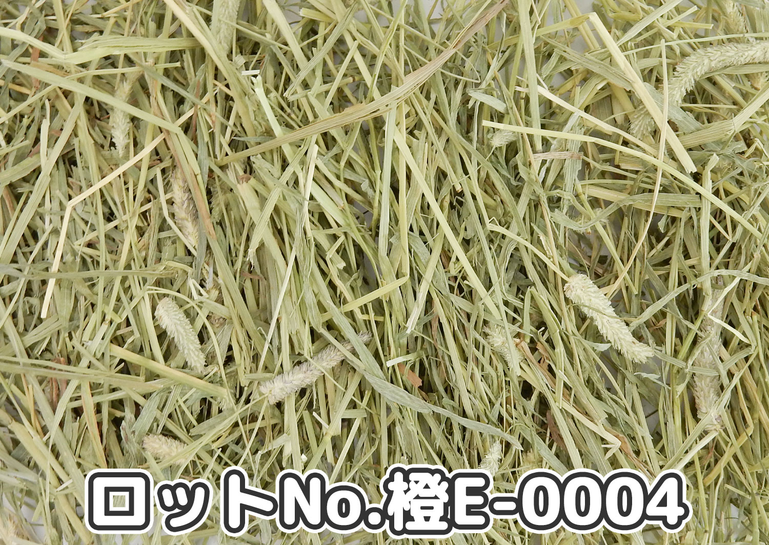 CAプレミアムチモシー1番刈り ダブルプレス カナダ産【橙E】ロットNo.橙E-0004の牧草状態