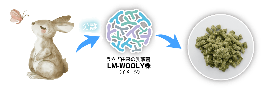 「うさぎ由来の乳酸菌 LM-WOOLY株」