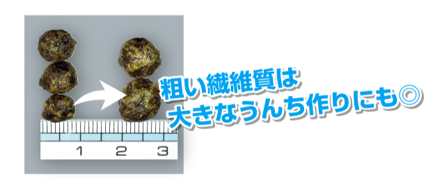 粗い繊維質は大きなうんち作りにも◎