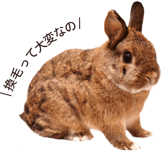 換毛中のうさぎの写真