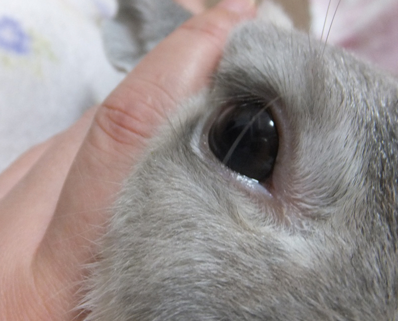うさぎのチカラを使用後の眼の状態ー