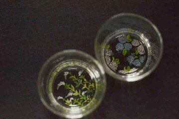 百花景蕎麦猪口グラスの画像