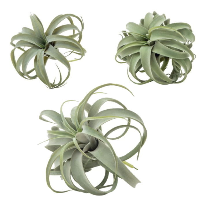 キセログラフィカ　観葉植物　フェイクグリーン 人工植物の画像