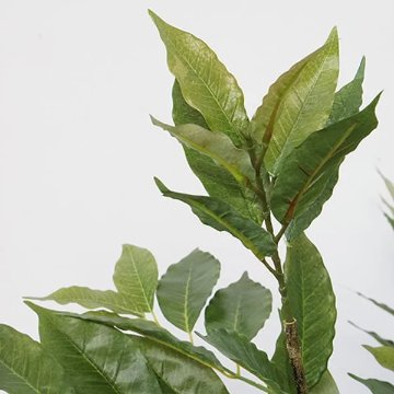 コーヒーの樹　観葉植物　フェイクグリーン 大型　H152cm 人工植物　カフェ 画像