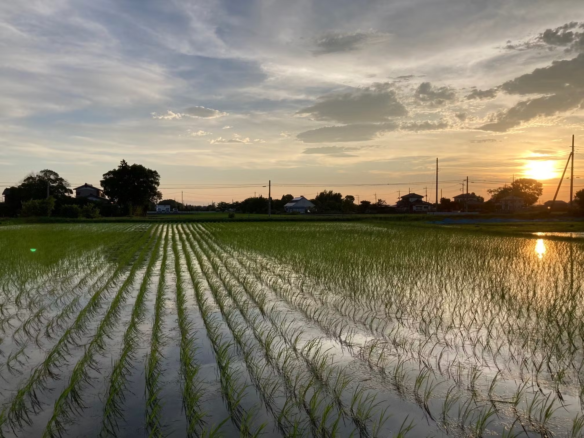 米粉のシフォンケーキ(生物多様性農法のお米使用)画像