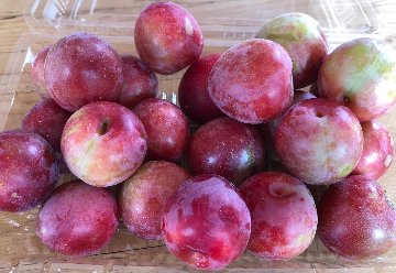 自然栽培　スモモ　夏至の頃一瞬で終わってしまう稀少の画像