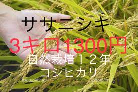 有料会員様限定　自然栽培１２年コシヒカリ/ササニシキ規格外白米３ｋ画像