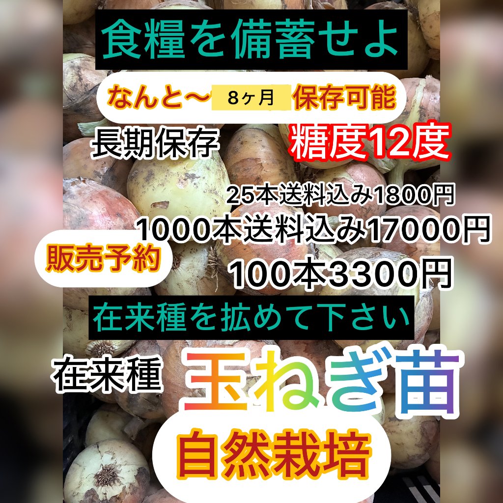 自然栽培　玉ねぎ苗　　（送料込み）10月～発送の画像