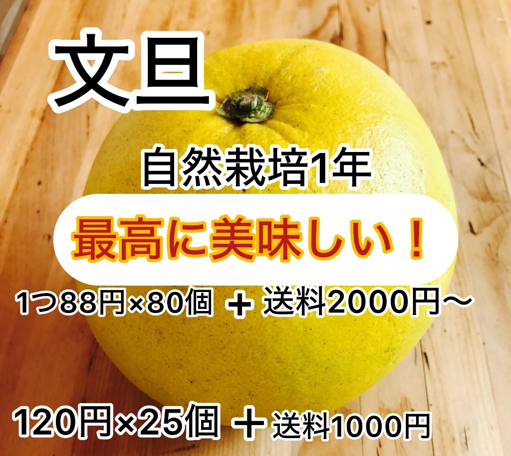自然栽培1年　文旦　セールの画像