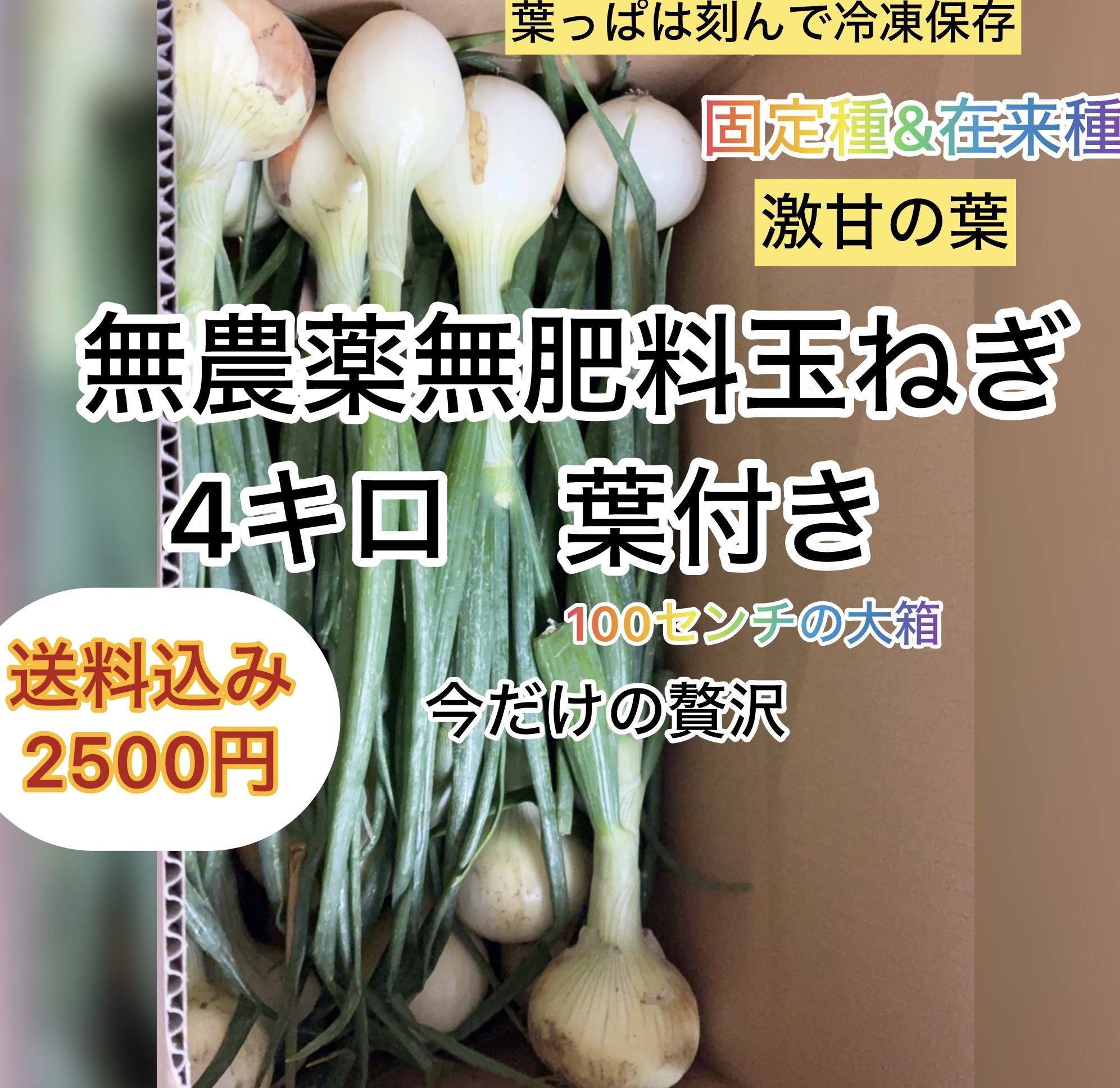 無農薬無肥料　葉付き15本前後　玉ねぎ　今だけの贅沢の画像