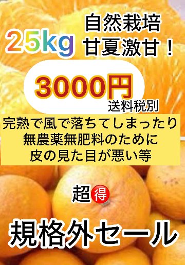 規格外　自然栽培　美味しい甘夏の画像