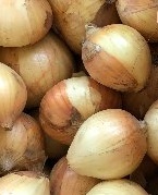 在来種　玉ねぎ／自然栽培１ｋｇ送料無料の画像