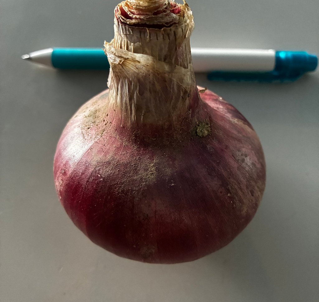 在来種　赤玉ねぎ　自然栽培　１ｋｇの画像