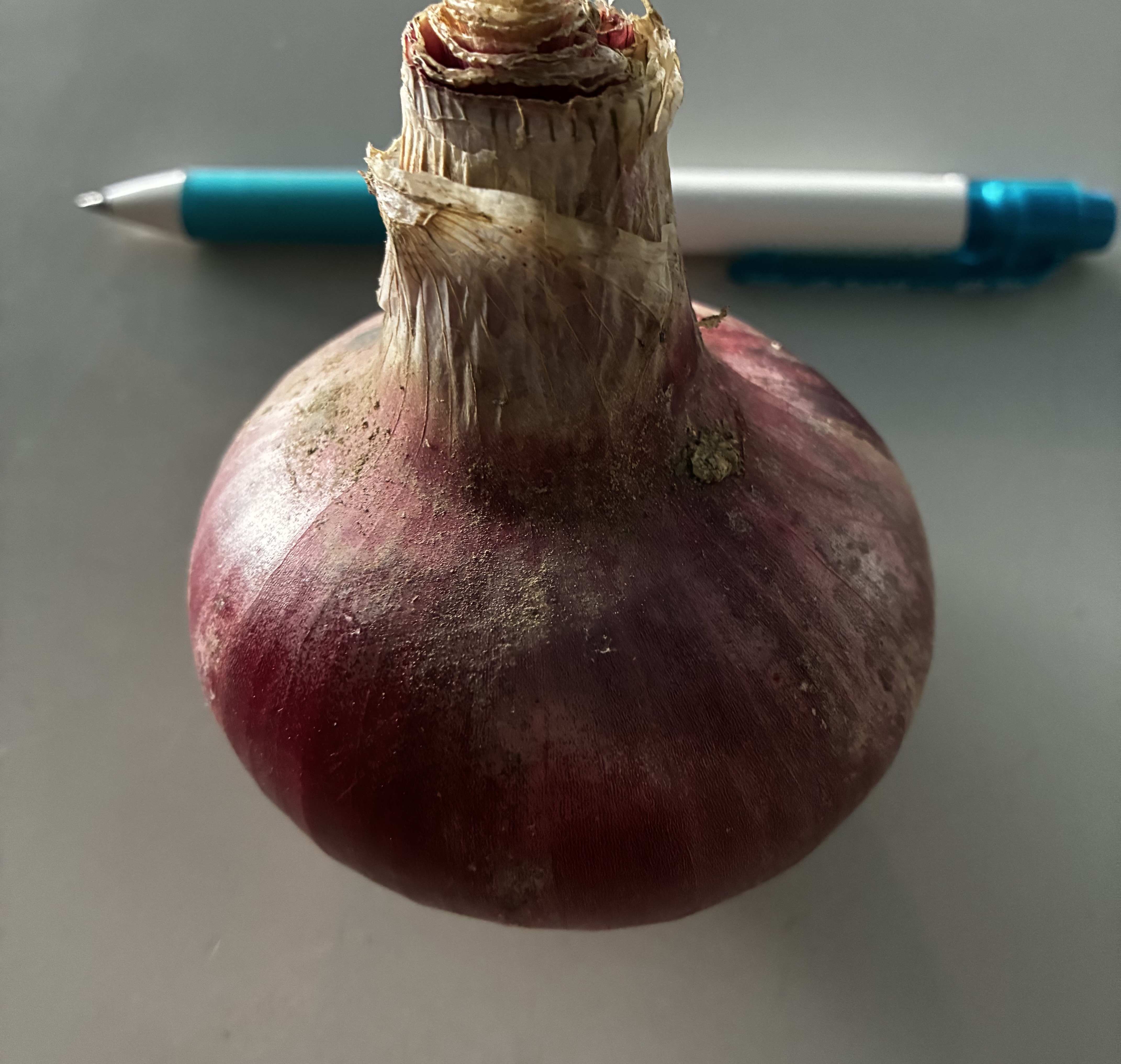 在来種　赤玉ねぎ　自然栽培　１ｋｇの画像