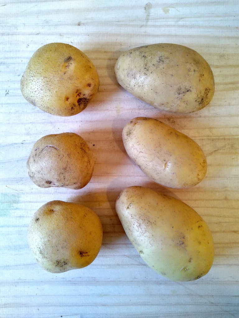 規格外　じゃがいも(きたあかり/男爵)　自然栽培１.5kg【送料６００円】の画像