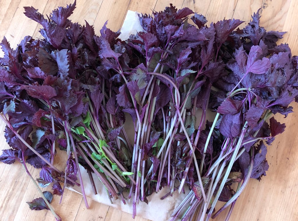 赤紫蘇（贅沢な若葉）（無農薬　無肥料）送料込みの画像