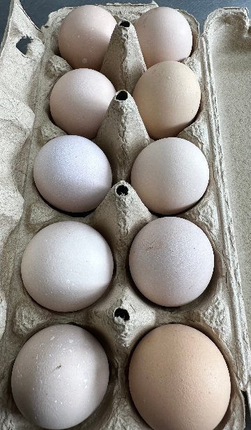 自然栽培の餌　放し飼い卵コーチン（定期の予約注文）画像