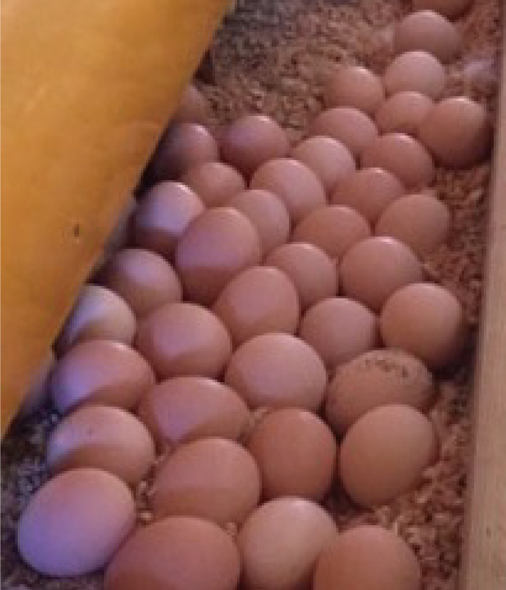非遺伝子組み換えの餌　もみじ卵・さくら卵画像