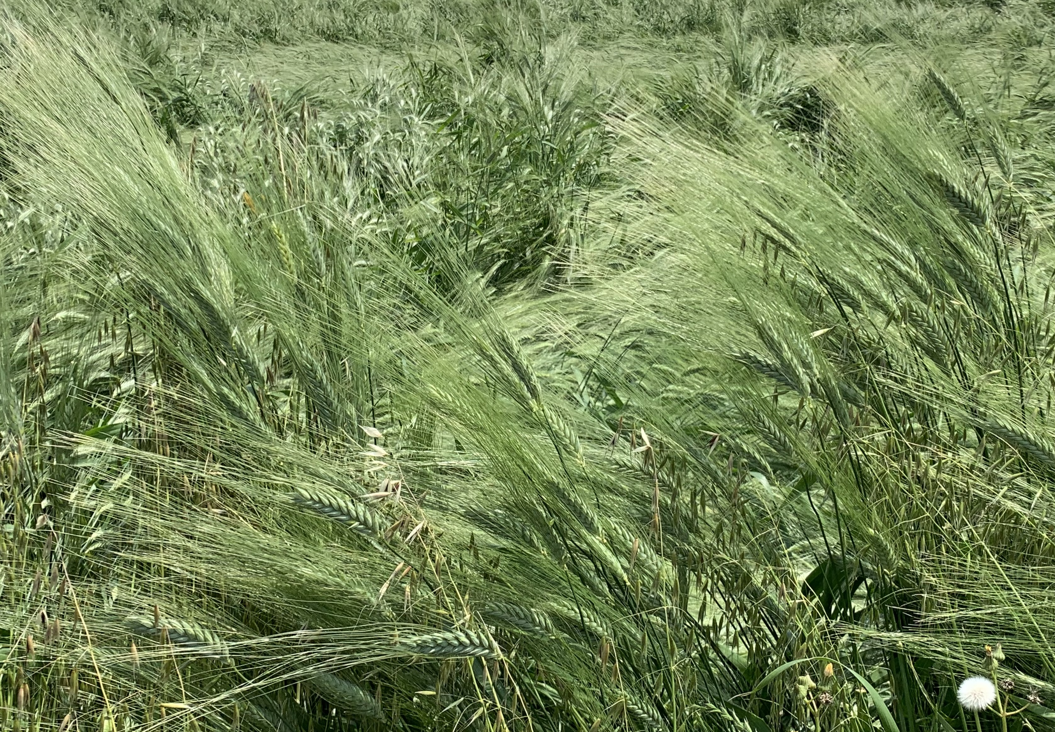 【自然栽培】古代小麦　（粒）　送料別【愛知県渥美半島産】画像
