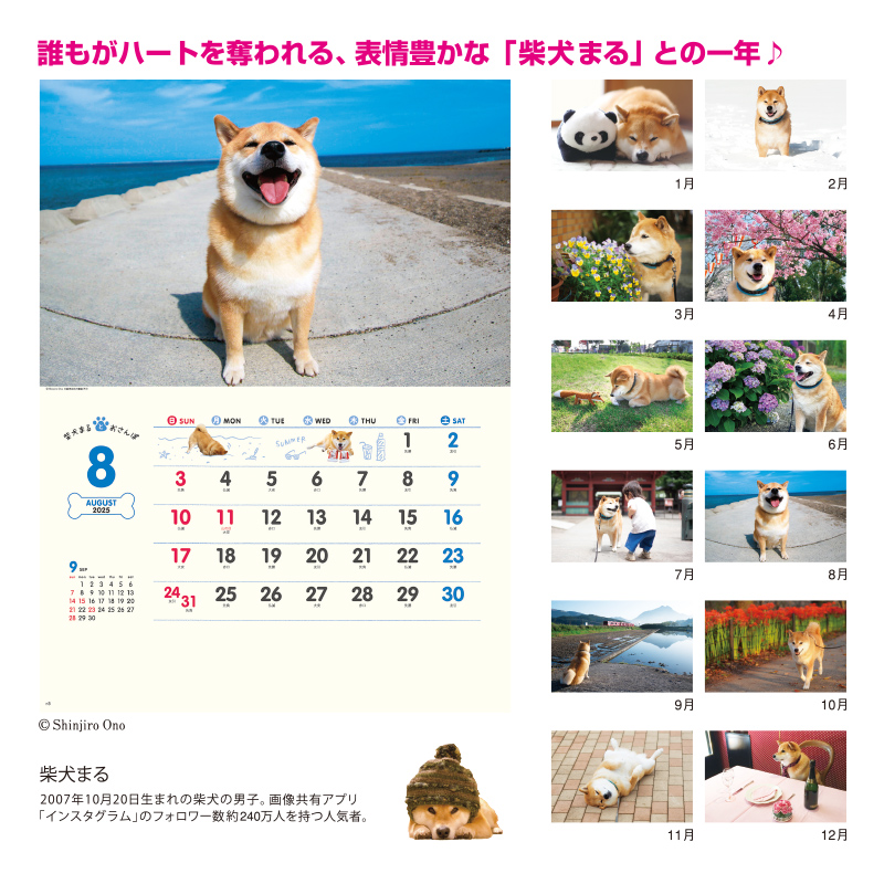 柴犬まるとおさんぽの画像