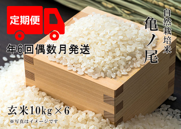 【年6回お米定期便】《亀ノ尾：玄米》10kg 100サイズの画像