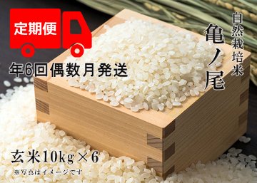 【年6回お米定期便】《亀ノ尾：玄米》10kg 100サイズの画像