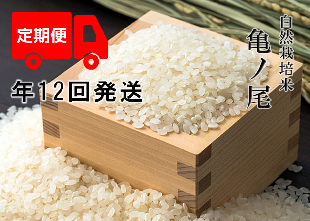 【年12回お米定期便】《亀ノ尾：玄米》20kg 100サイズの画像