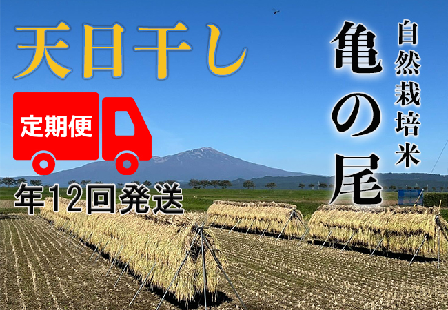 天日干し【年12回お米定期便】《亀ノ尾：玄米》5kg 80サイズの画像