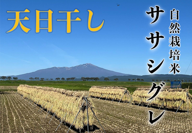 天日干し《ササシグレ：玄米》15kg 100サイズの画像