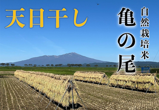 天日干し《亀ノ尾：玄米》15kg 100サイズの画像