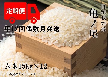【年12回お米定期便】《亀ノ尾：玄米》15kg 100サイズの画像
