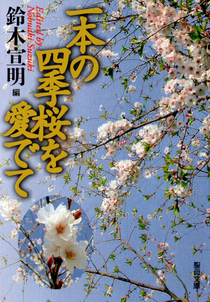 一本の四季桜を愛でての画像