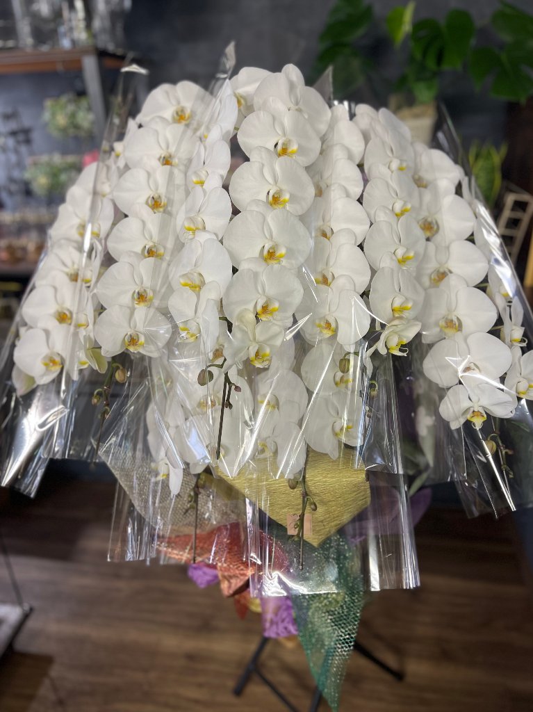 御祝胡蝶蘭鉢 7本立の画像