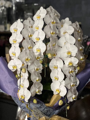 御供胡蝶蘭鉢 5本立の画像