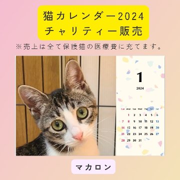 包丁をくわえた猫ちゃん*ピンバッヂ｜スタジオバットニャン