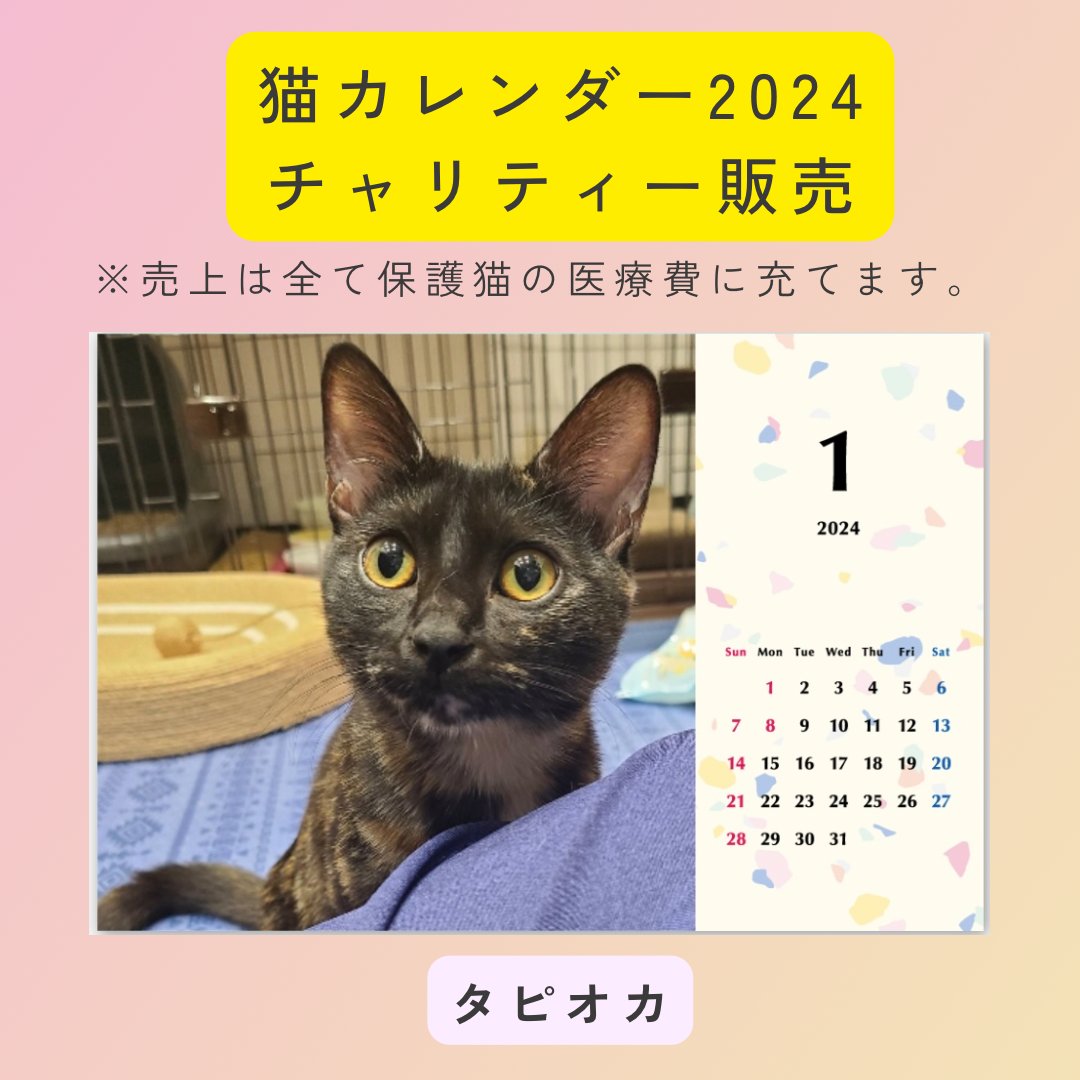 タピオカ2024年カレンダーの画像